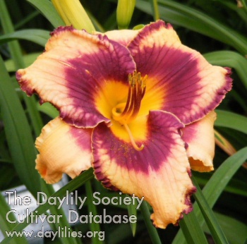 Daylily Men and Angels