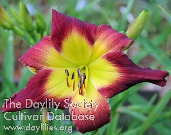 Daylily Meredith Brewer