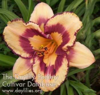Daylily Mexican Magic
