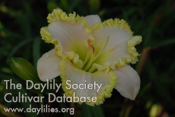 Daylily Micah Shelaine Cook