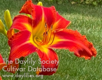 Daylily Might as Well Jump
