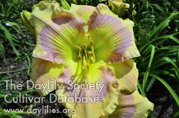 Daylily Mighty Icon