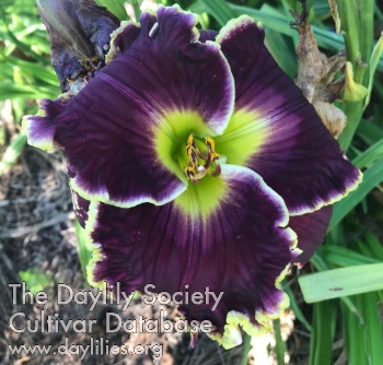 Daylily Mikell Gibbs