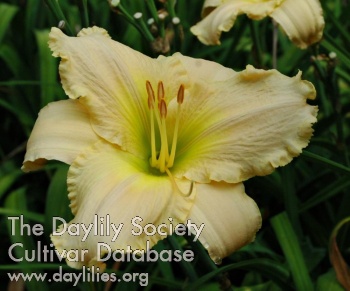 Daylily Mildred Stephenson
