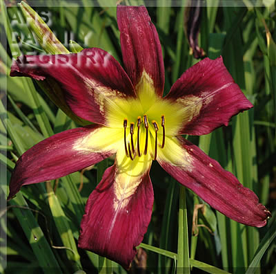 Daylily Military School