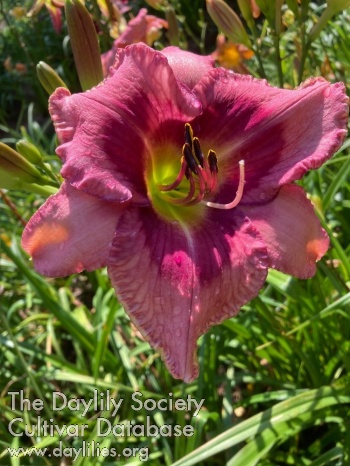 Daylily Mill River Cherry Summer