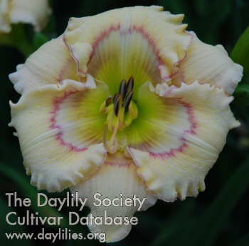 Daylily Mint Illusion