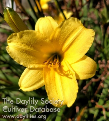 Daylily Miracle Baby