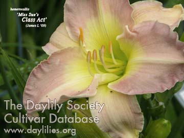 Daylily Miss Sue's Class Act