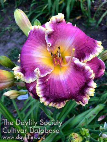 Daylily Mission Control