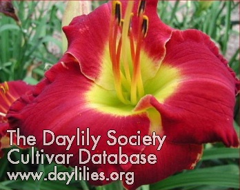Daylily Mississippi Red Bed Beauty