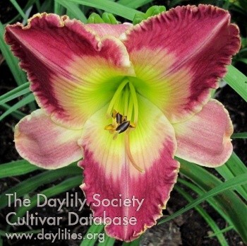 Daylily Mixed Blessings