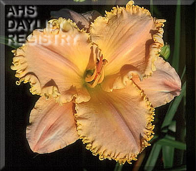 Daylily Molly Me Butter