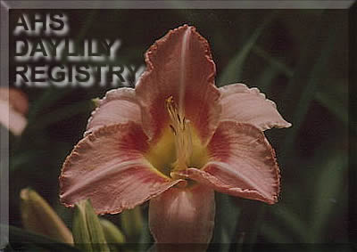 Daylily Molly Thunderpaws