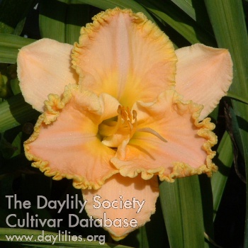 Daylily Moment to Treasure