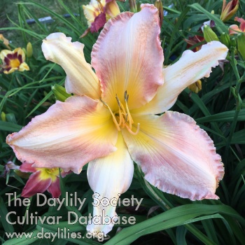 Daylily Mommy Dear's Smile