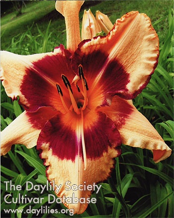 Daylily Montana Pinwheel