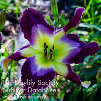 Daylily Moon Racer