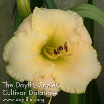 Daylily Moon Witch