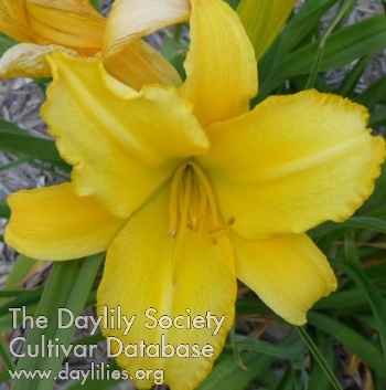 Daylily Moonflower
