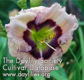 Daylily More the Merrier
