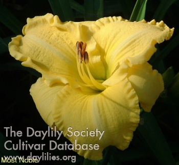 Daylily Most Noble