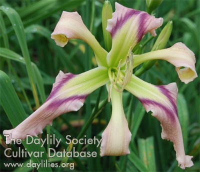 Daylily Moth Wing Confetti