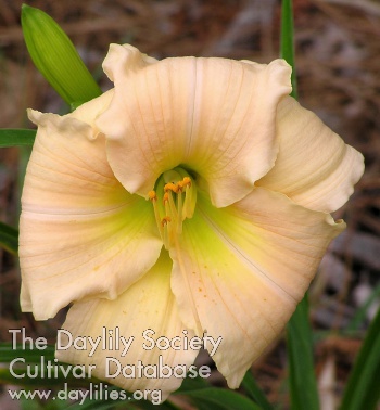 Daylily Mother's Love