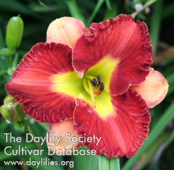 Daylily Moulin Rouge Red