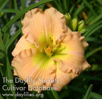 Daylily Mountain Almond