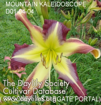 Daylily Mountain Kaleidoscope