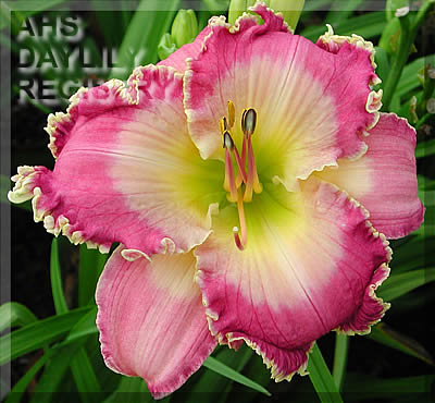 Daylily Mountains Bow Down