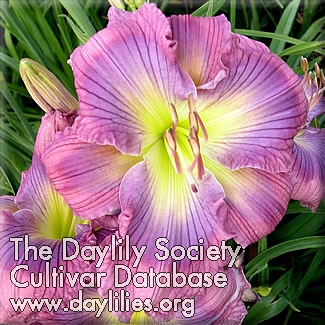 Daylily Move Over