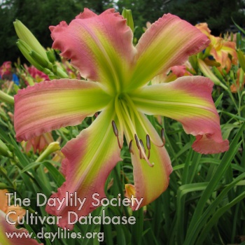 Daylily Mr and Mrs Bubbs
