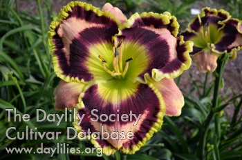 Daylily Mr Happy Bojangles