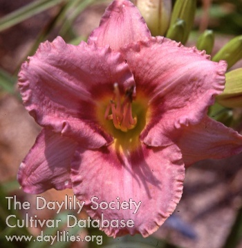 Daylily Muriel Milsted