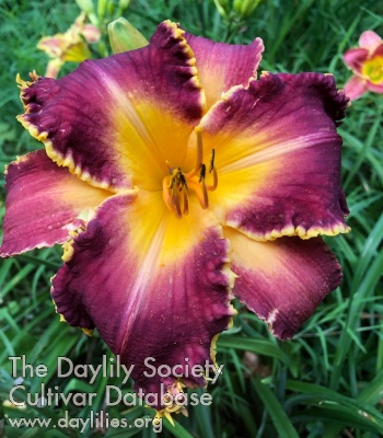 Daylily My Dad's Heart of Gold