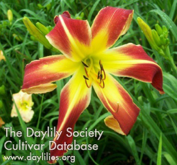 Daylily My Daughter Jan