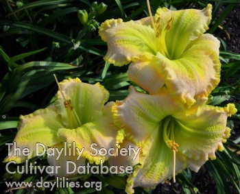 Daylily My Magical Moment 