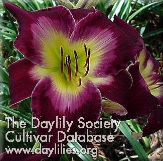 Daylily My Soul Surrendered