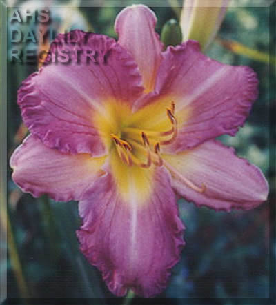 Daylily My Complimentary