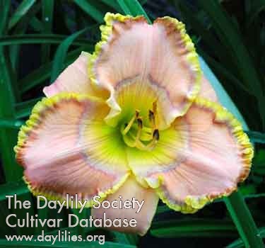 Daylily Mystical Intuition