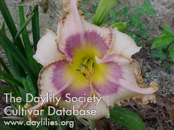 Daylily Magical Star