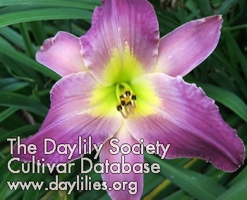 Daylily My Love, My Love, Pat and Bill