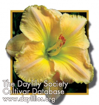 Daylily Magical Indeed