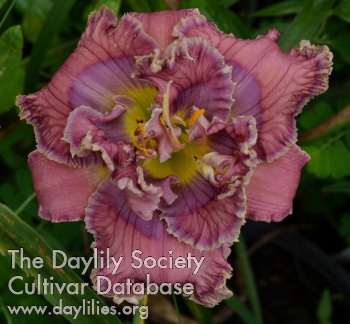 Daylily Magical Misfire