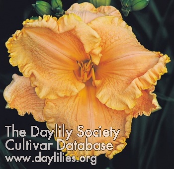 Daylily Magnanimous