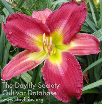 Daylily Marriage Equality