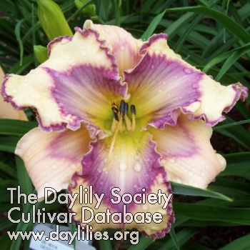 Daylily Master of Disguise