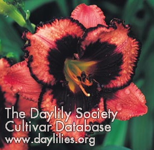 Daylily Meet Joe Black